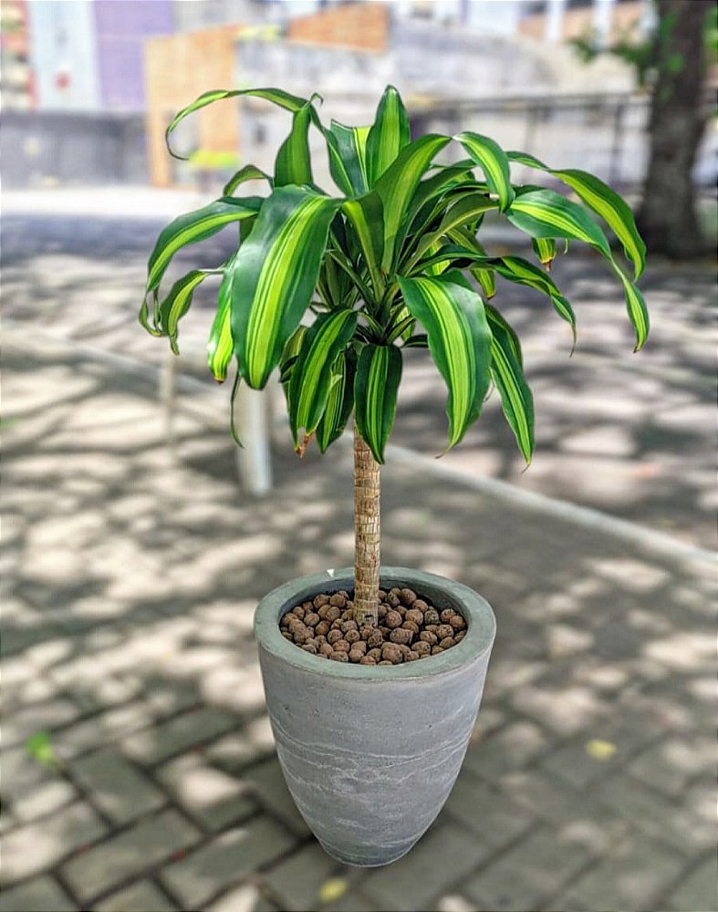 Dracena Pau d'água - Planta para ambientes internos