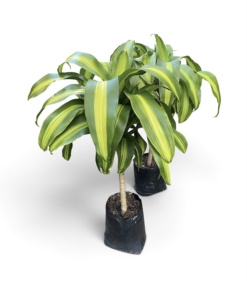 Dracena Pau d'água - Planta para ambientes internos