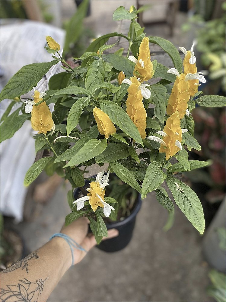 Planta Camarão Amarelo para Jardinagem