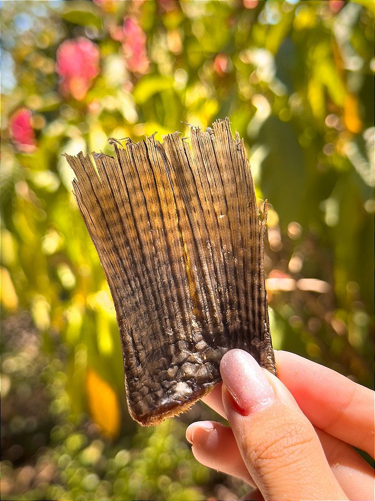 RABINHO DE PEIXE 60g - tilápia