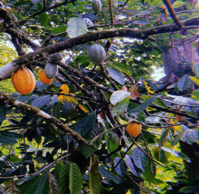 Passeio Fazenda de Cacau Yrerê rota do chocolate