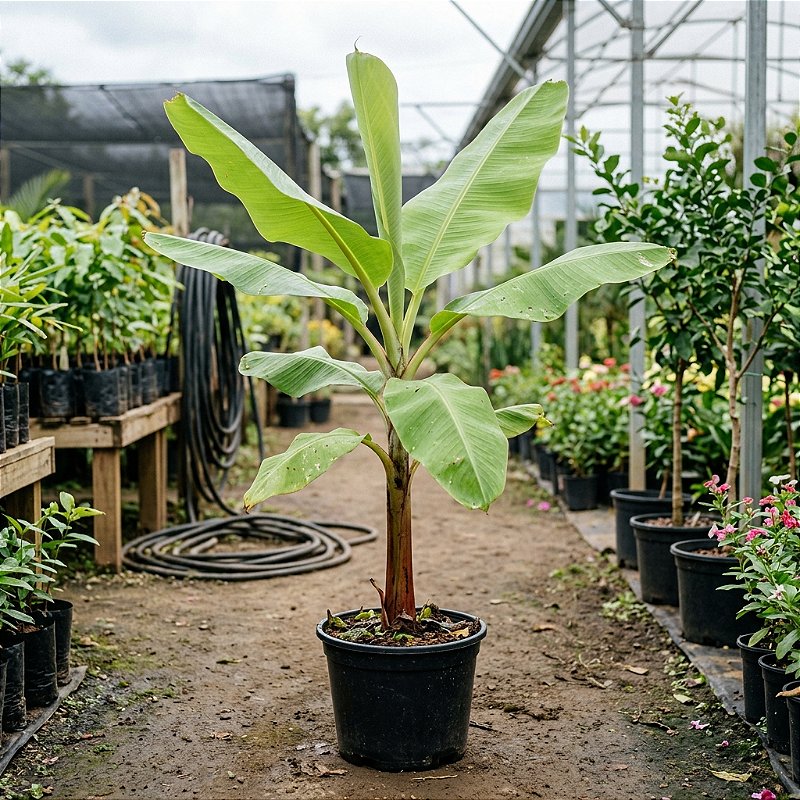 Muda Banana Maçã 1,30 m para Cultivo