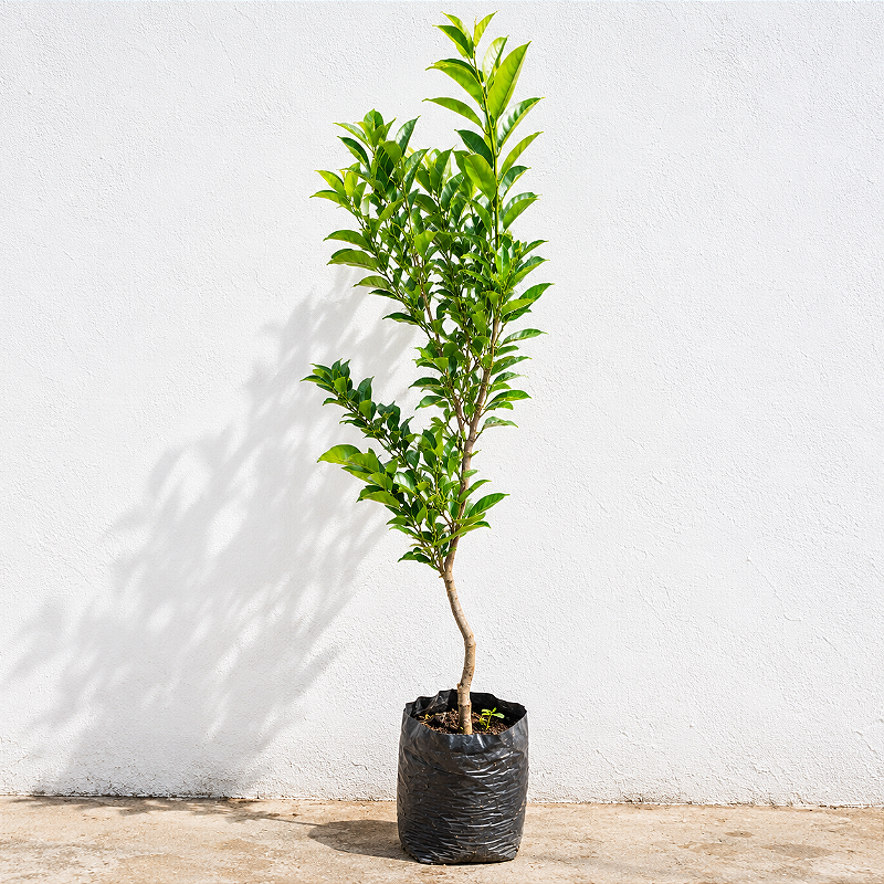 Laranja Lima 1,00 a 1,20 Metro