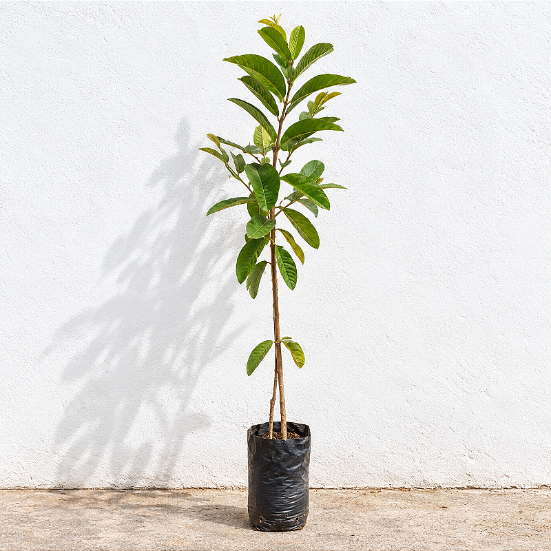 Goiaba Vermelha 90 a 120 cm