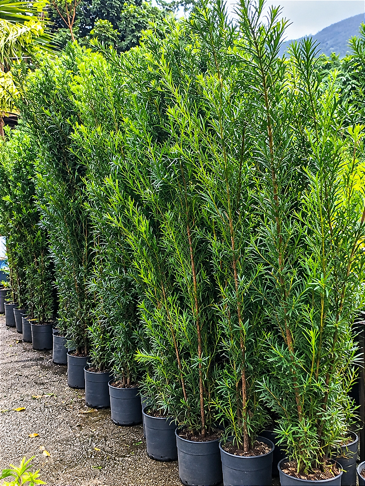 Podocarpo 1,30 a 1,50 m Planta Ornamental
