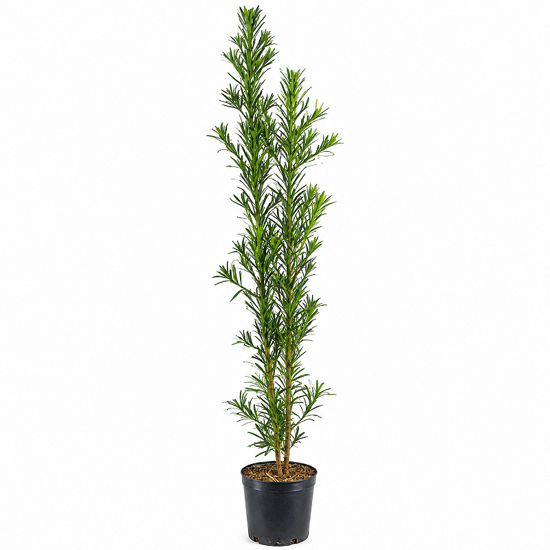 Podocarpo 1,30 a 1,50 m Planta Ornamental