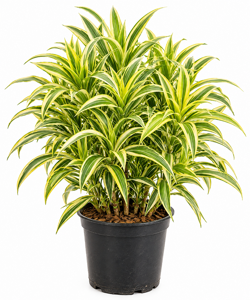 Pleomele Variegata - 40 a 80 cm