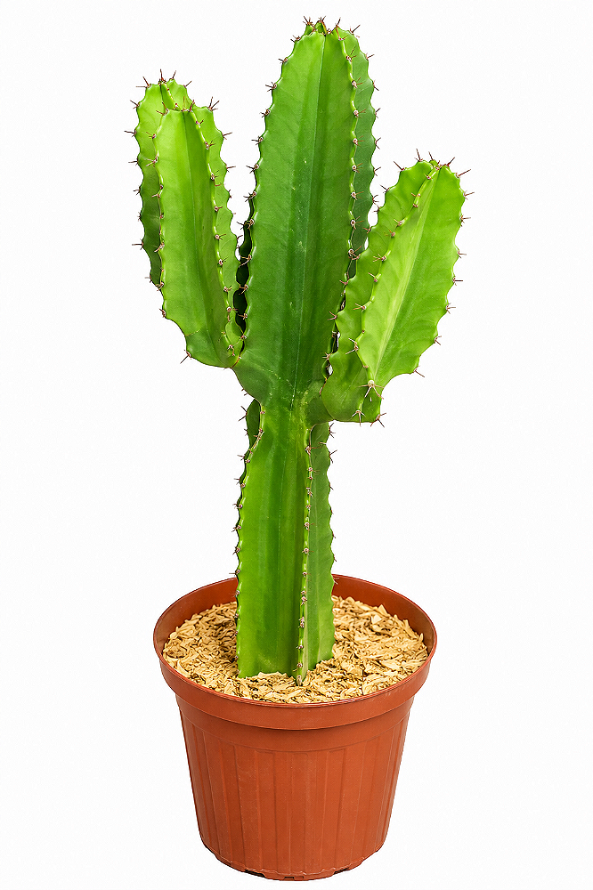🌵 Cacto Mandacaru – 50 a 70 cm