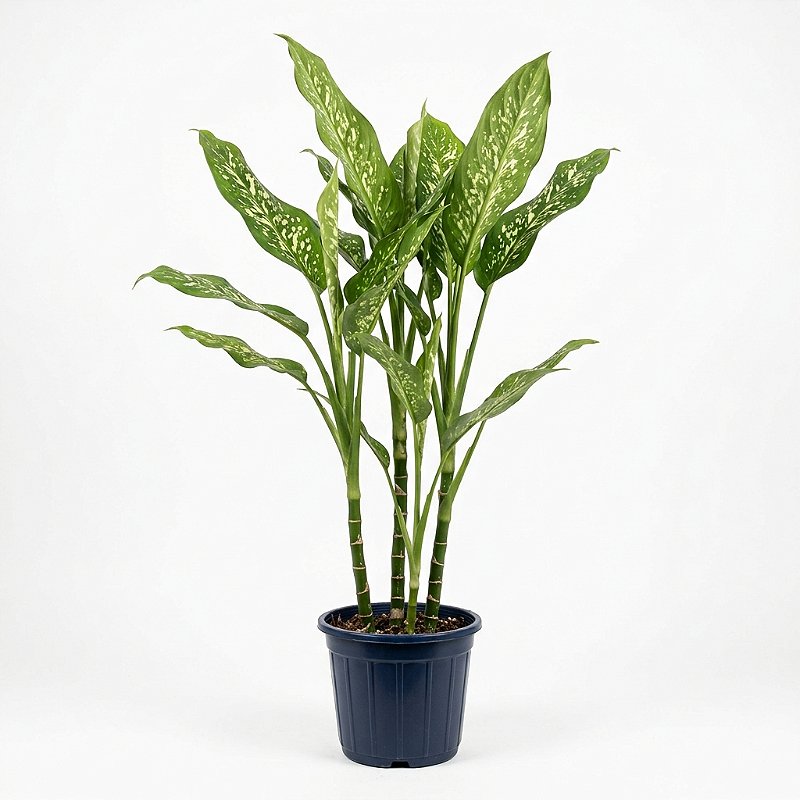 Comigo-Ninguém-Pode – 60 a 80 cm