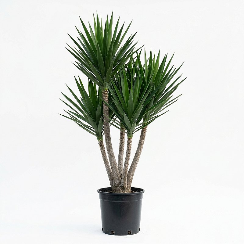 🌿 Yuca – 1,20 metros