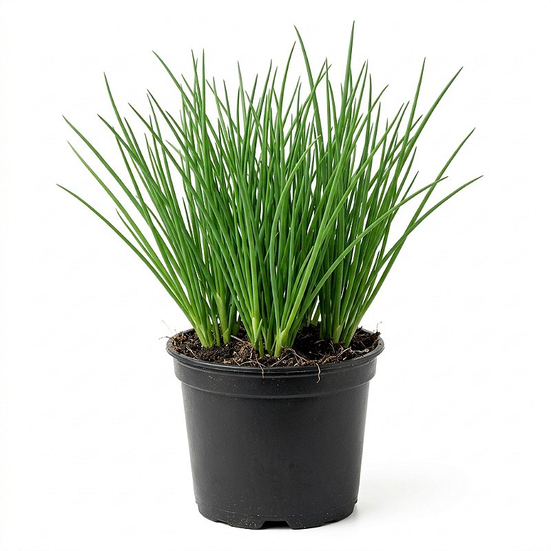 Cebolinha Verde – Pote 15