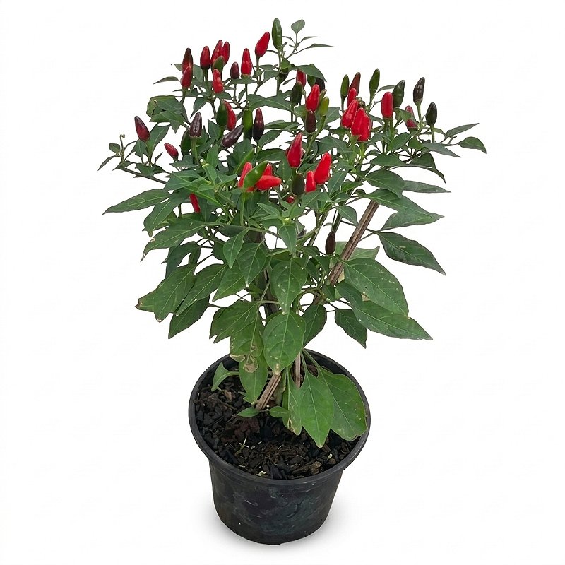 Pimenta Malagueta - Pote 15 cm