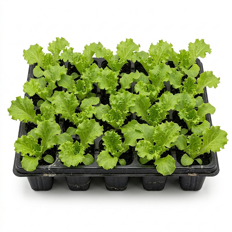 Alface Crespa 15 Mudas para Horta