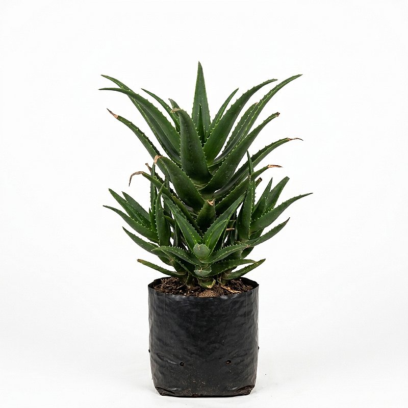 Babosa — Pote 15 | 20 a 30 cm