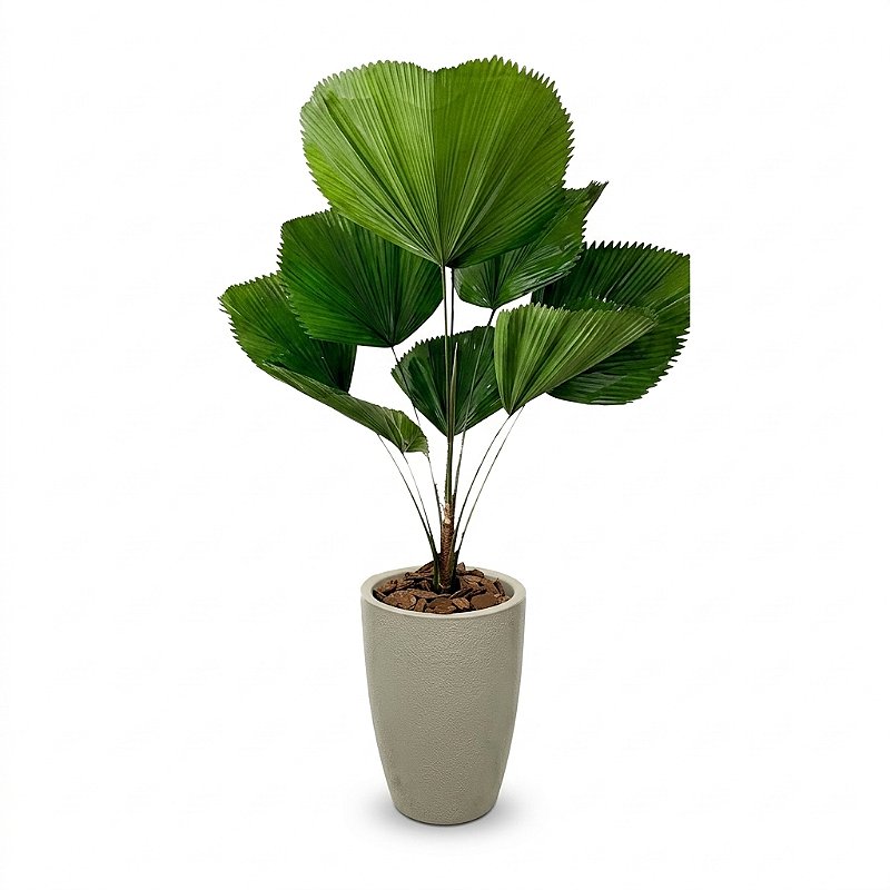 🌴 Arranjo de Palmeira Licuala no Vaso Cone Capri
