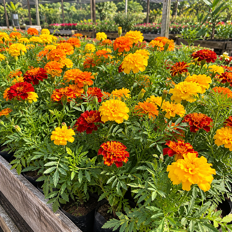 Tagetes Anão — Caixa com 15 Unidades