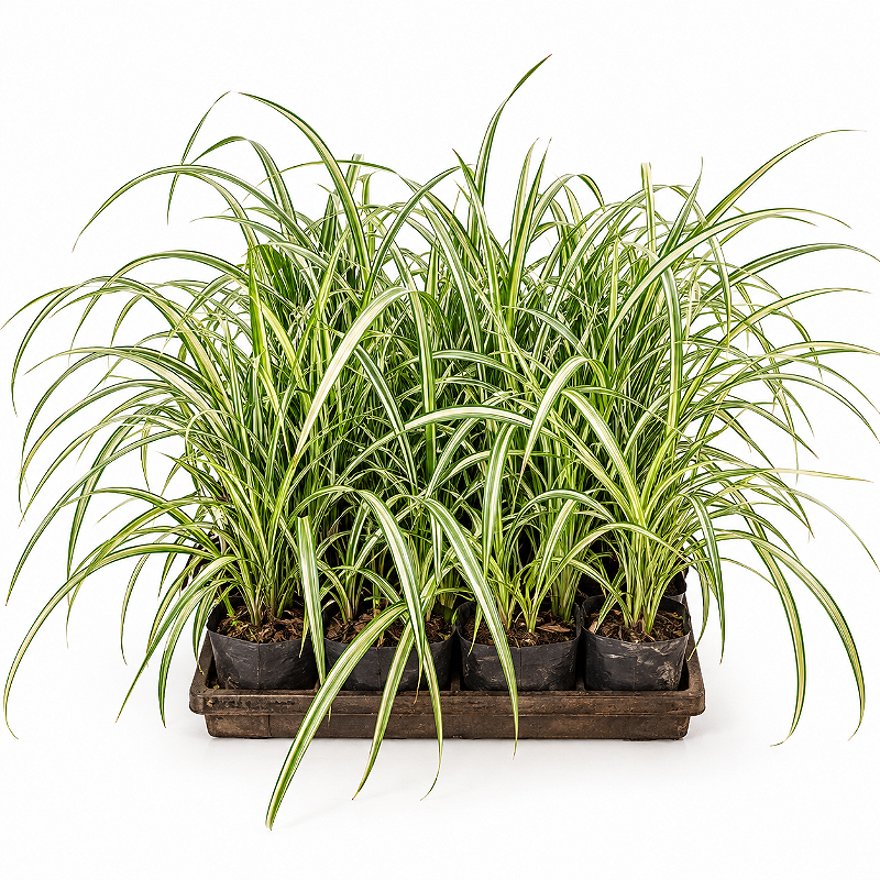 Liriope Variegata - Caixa com 10 unidades