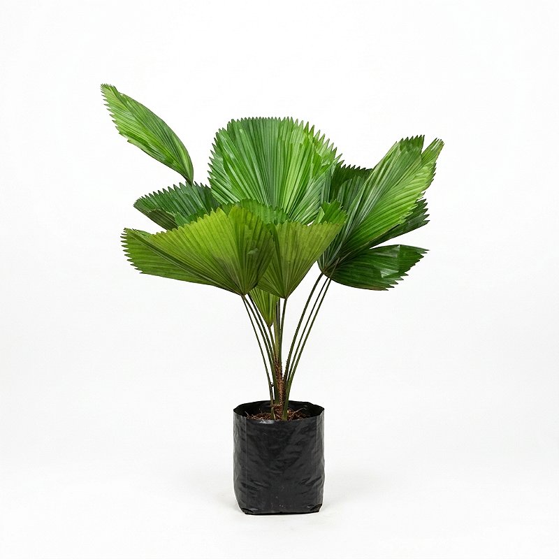 🌴 Palmeira Licuala – 1,00 a 1,20 m