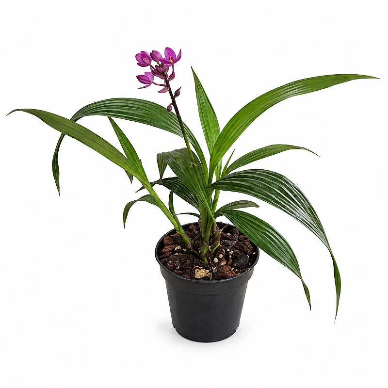 Orquídea Grapete (Spathoglottis) — 30 cm