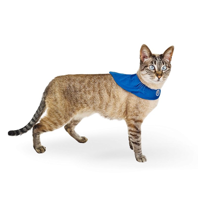 Bandana Capa Cat - Azul Royal