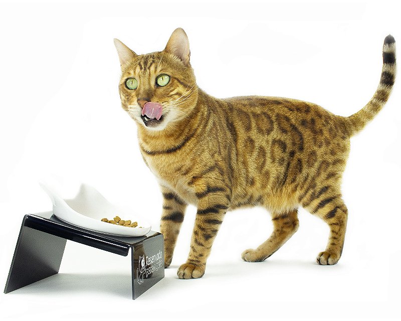 Snack Cat - Comedouro Para Gatos
