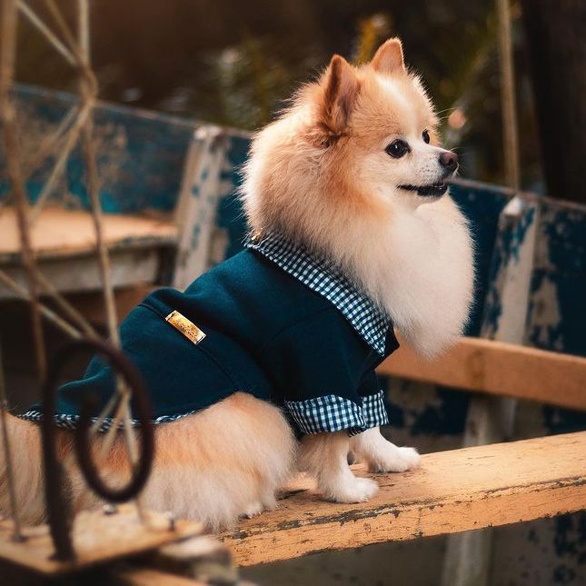 Camiseta Xadrez Inspirada para Cachorro