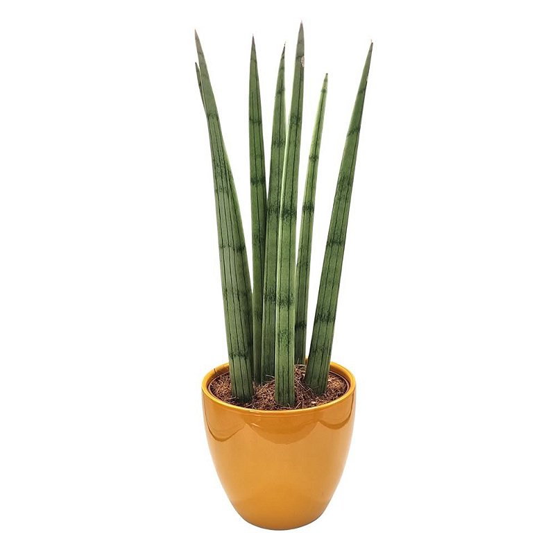 Lança de São Jorge com Vaso em Cerâmica (Médio) - Bambu da Sorte