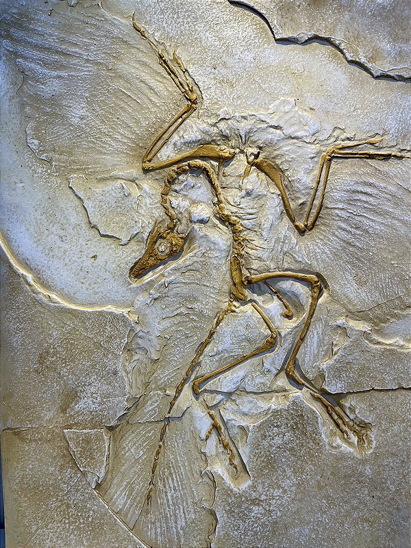 Réplica de Archaeopteryx lithographica Bios Réplicas site
