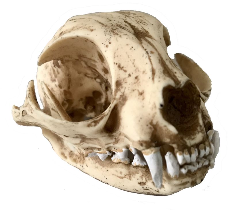 Crânio de gato doméstico - Bios Réplicas site especializado em biologia