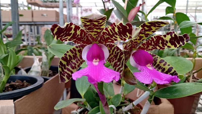 Cattleya Aclandiae Tipo 
