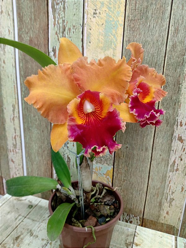 Blc. Mirian Suzuki 