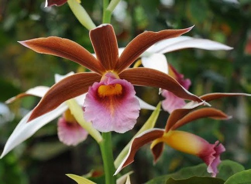 Phaius tankervilleae - Capuz de Freira - Orquidario Ibanez