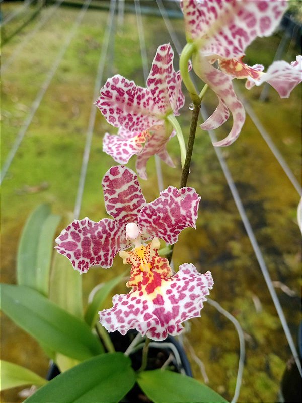 RODICIDIUM ( GOMGUEZIA RED PANTHER FCA) PLANTA ADULTA NO VASO