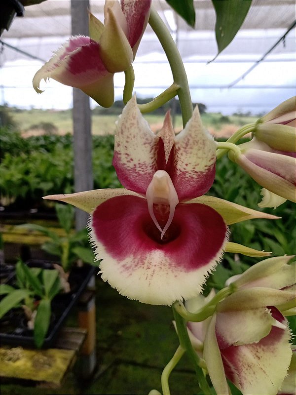CATASETUM PILEATUM X FAUSTOI PLANTA ADULTA - Orquidario Ibanez