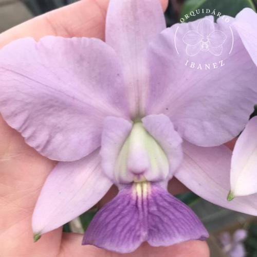 CATTLEYA WALKERIANA COERULEA 