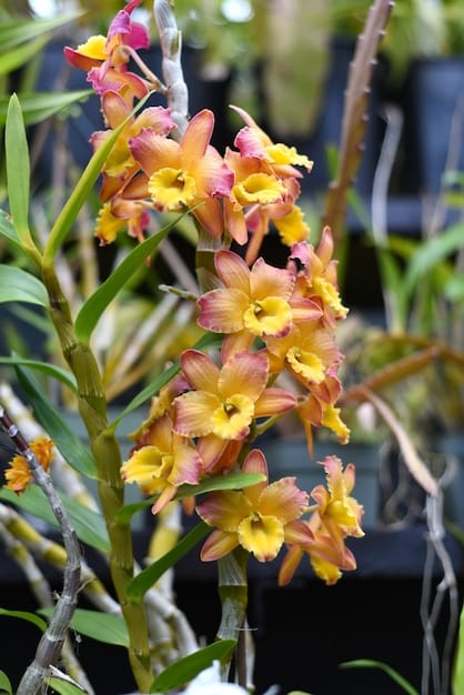 DENDROBIUM PITERO GOLD 