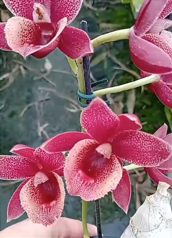 Porno jinsiy aloqa mashinasi ketma-ket bir necha marta orgazm squirting