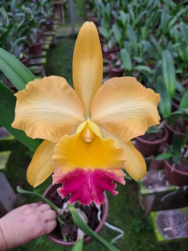【うれちゅ】 CRDH リキッド 1ml CBP THXE CBN 57 RLC TURANDOT X RTH. ORANGE SHOW X RLC CHUNYEAH - Orquidario Ibanez