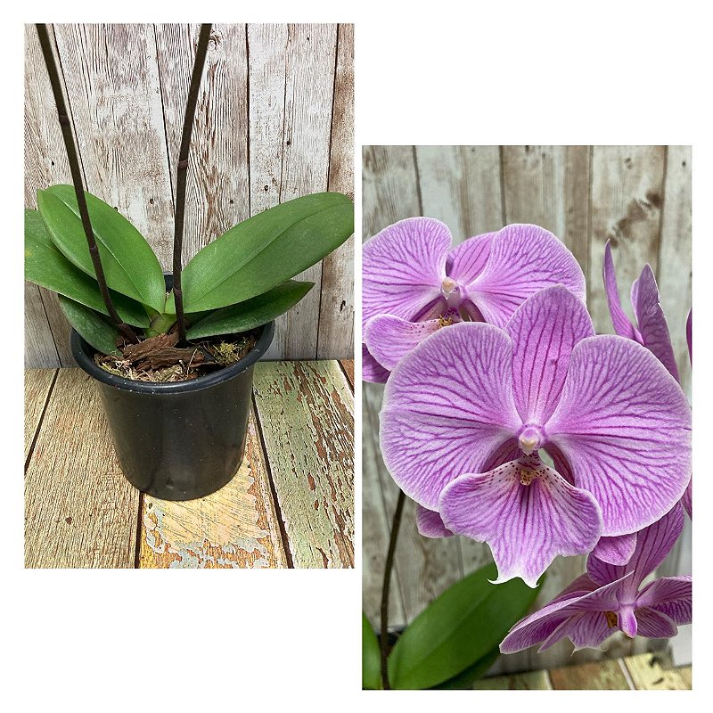 BIG VANILLA SHINING PURPLE ver ワンオフ PHALAENOPSIS BIG LIP 