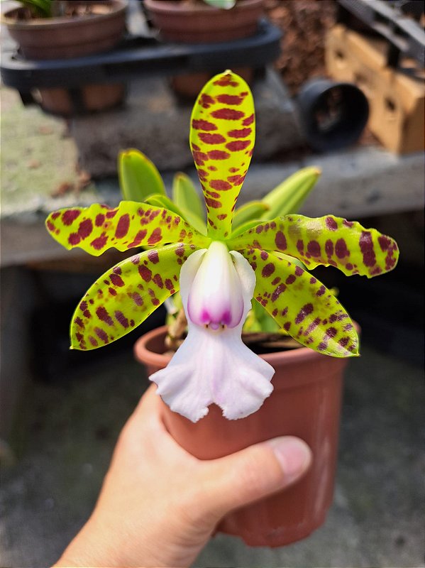 CATTLEYA ACLANDIAE ALBESCENS 
