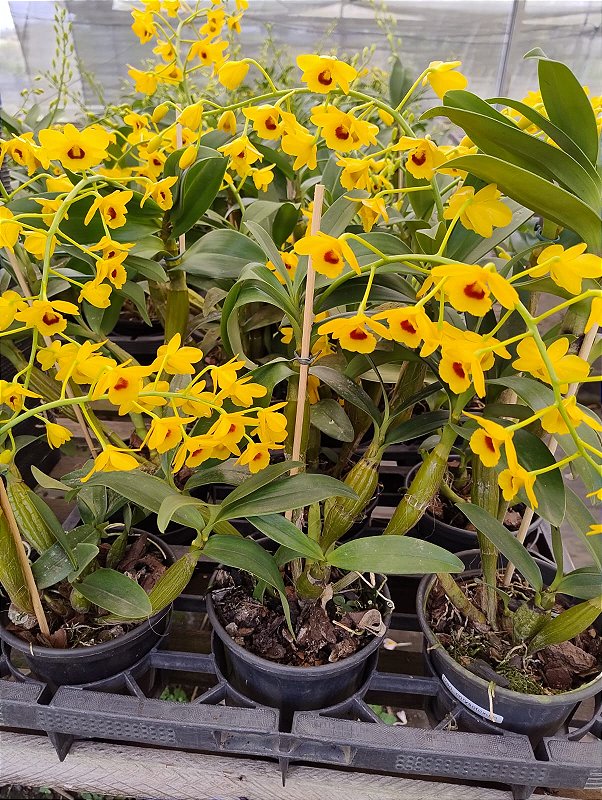 DENDROBIUM CHRYSOTOXUM - Orquidario Ibanez