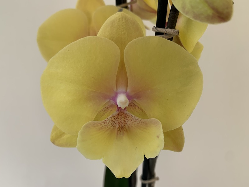 Phalaenopsis Big Lip Manta Palau - Orquidario Ibanez