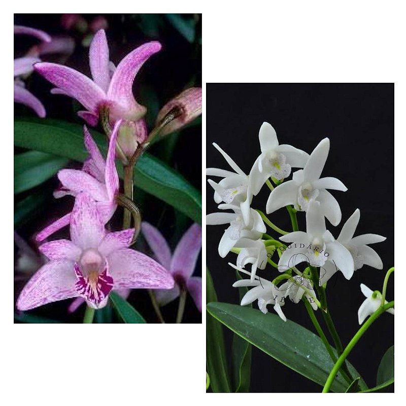dendrobium kingianum 2 UNIDADES - Orquidario Ibanez