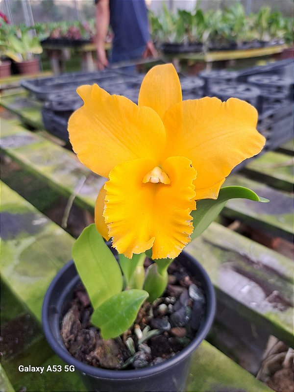 Rady アイリスフラワー RTH JAIRAK DELIGHT PLANTA ADULTA - Orquidario Ibanez