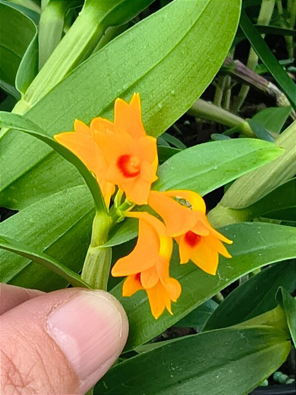DENDROBIUM様 T.chapeuensis DENDROBIUM TIONGII PLANTA ADULTA - Orquidario Ibanez