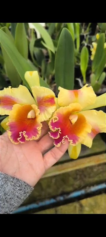 Blc. Amazing Thailand 'Gold Star' - Adulta - Orquidario Ibanez