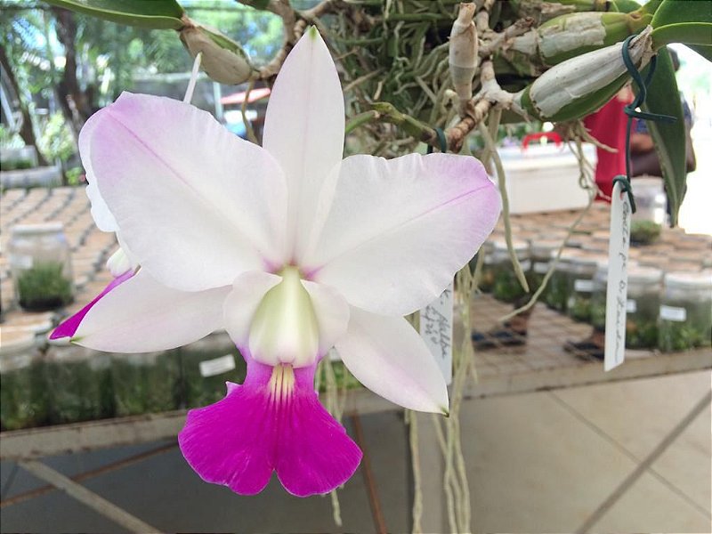 オカルティックギャル アイラ　SP Cattleya walkeriana Semi Alba 
