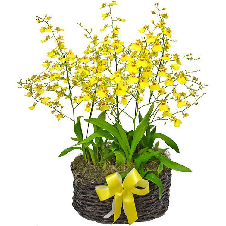 Garden De Orquídea Chuva de Ouro - Mariza Flores