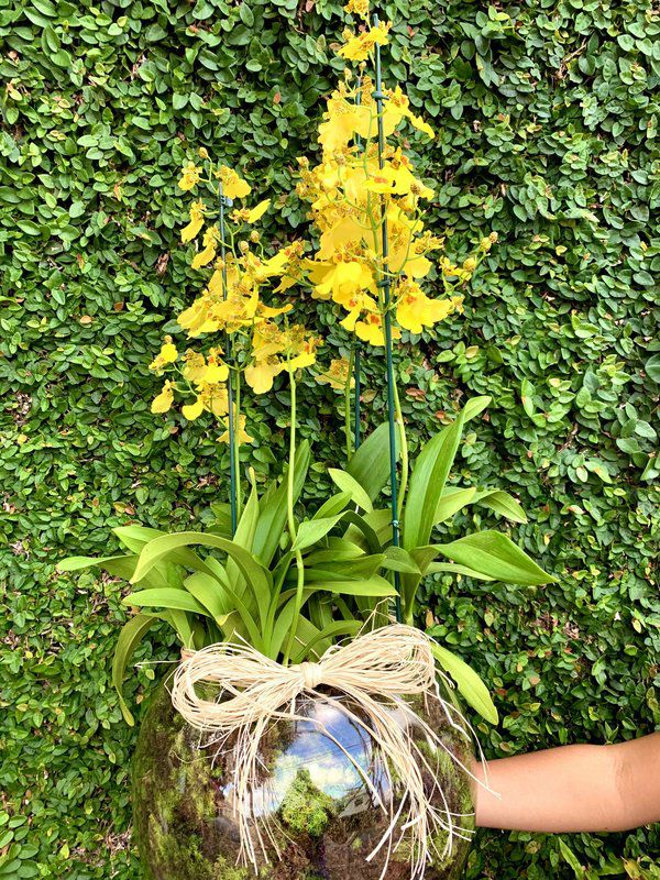 Trio de Orquídea Chuva de ouro no vaso de vidro - Mariza Flores