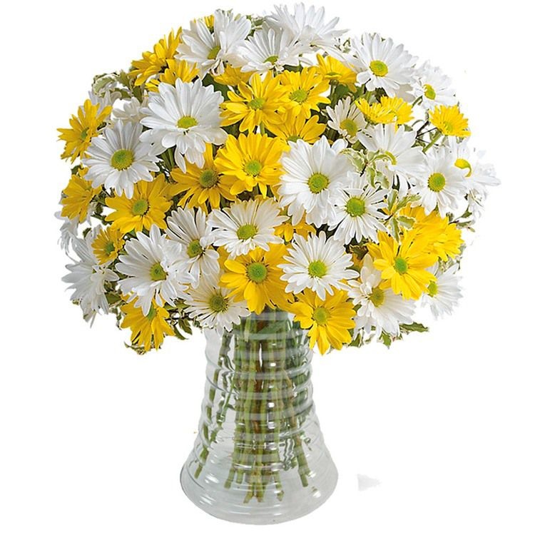 Luxuoso Arranjo de Margaridas Brancas e Amarelas - Mariza Flores